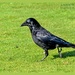 Mr.Crow by carolmw