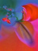 19th Feb 2020 - Red petal abstract .......
