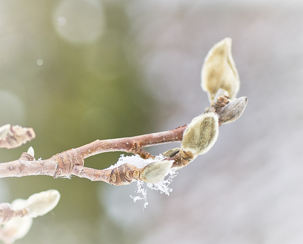 Hope for Spring by gardencat