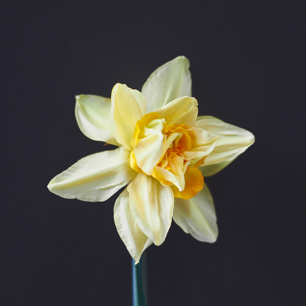 Double Daffodil by rosie00