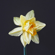 18th Feb 2020 - Double Daffodil
