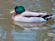 6th Jan 2020 - Mallard Duck