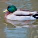 Mallard Duck by rosie00