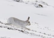 17th Feb 2020 - Running Mountain Hare