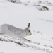 Running Mountain Hare by shepherdmanswife