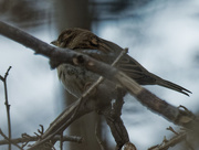 19th Feb 2020 - male house sparrow 