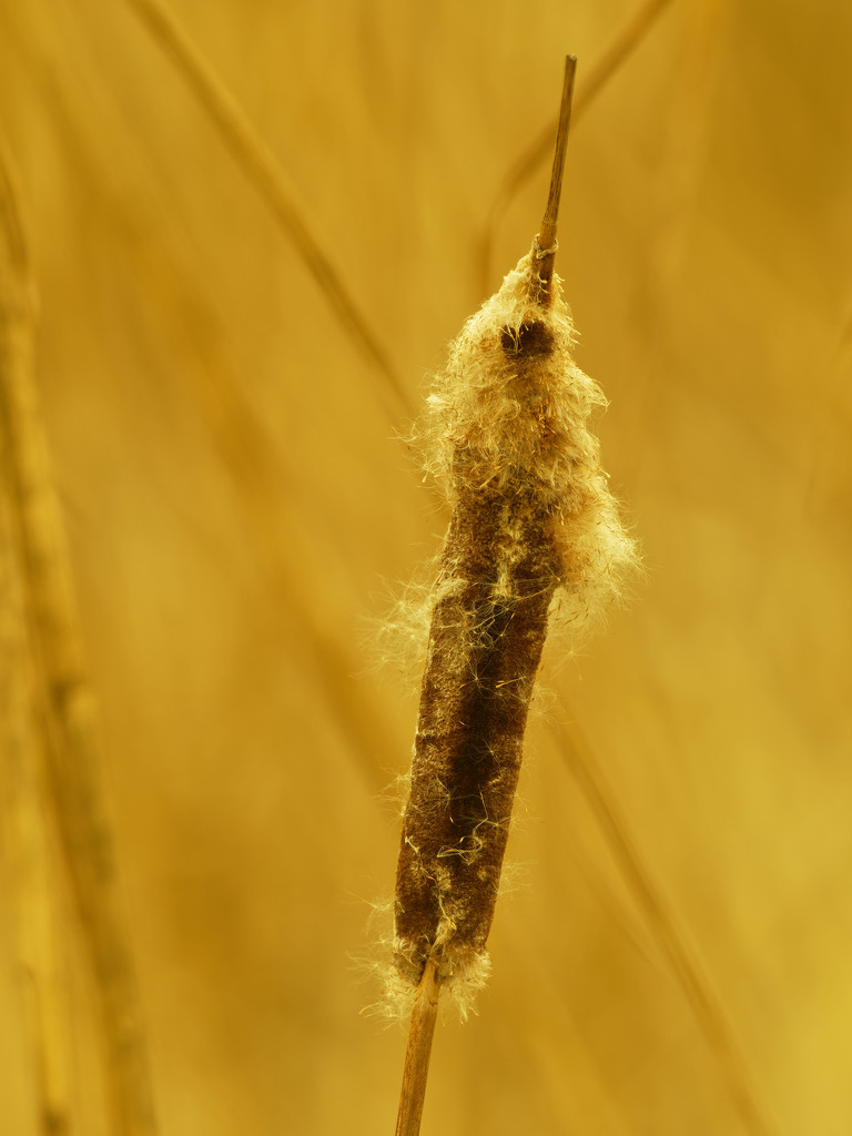 cattail with mustard by rminer