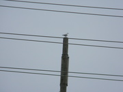 19th Feb 2020 - Seagull on Utility Pole 