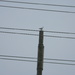 Seagull on Utility Pole  by sfeldphotos