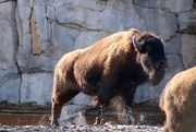 18th Feb 2020 - Bison On The Run