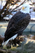 15th Feb 2020 - Bald Eagle