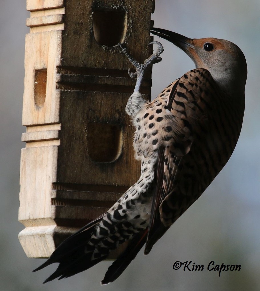 Hungry Flicker by kimmer50