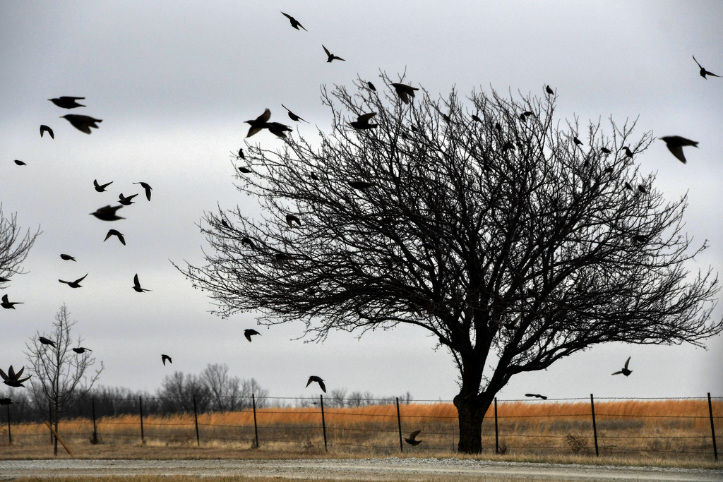 Bird Tree by kareenking
