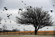 4th Feb 2020 - Bird Tree