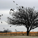 Bird Tree by kareenking