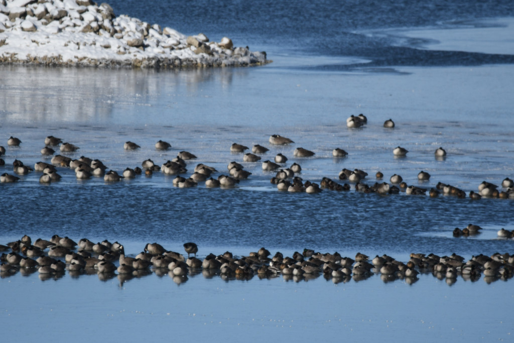 Ice Napping by kareenking