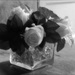 Roses in a Glass Vase in the Afternoon Sun by olivetreeann
