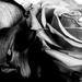 Calla Lilly and Rose by tosee