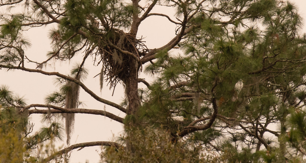 The Eagles and Egret's Appear to be Sharing the Same Tree! by rickster549