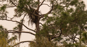 19th Feb 2020 - The Eagles and Egret's Appear to be Sharing the Same Tree!