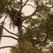The Eagles and Egret's Appear to be Sharing the Same Tree! by rickster549
