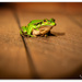 Freddy Frog... by julzmaioro