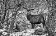 20th Feb 2020 - A Glimpse of my Everyday - Deer on the Hill