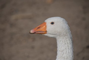 19th Feb 2020 - Goose on the look out