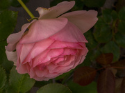 19th Feb 2020 - Pink rose