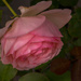 Pink rose by gosia