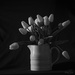 Tulips by nickspicsnz