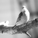 Woodpecker in black and white by bruni