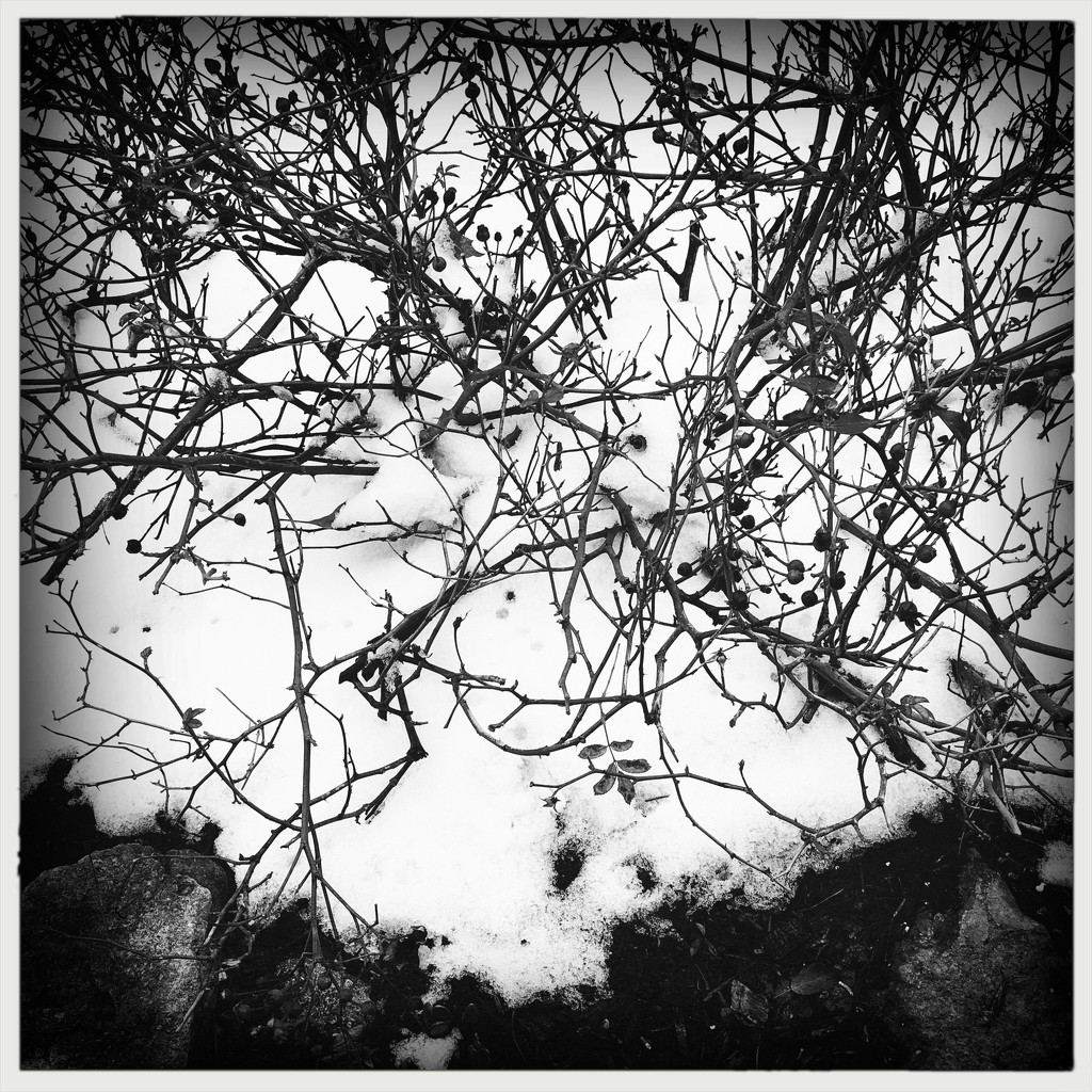 Berries In The Snow | Black & White by yogiw