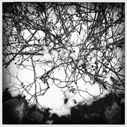 21st Feb 2020 - Berries In The Snow | Black & White