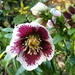 More hellebores by julienne1