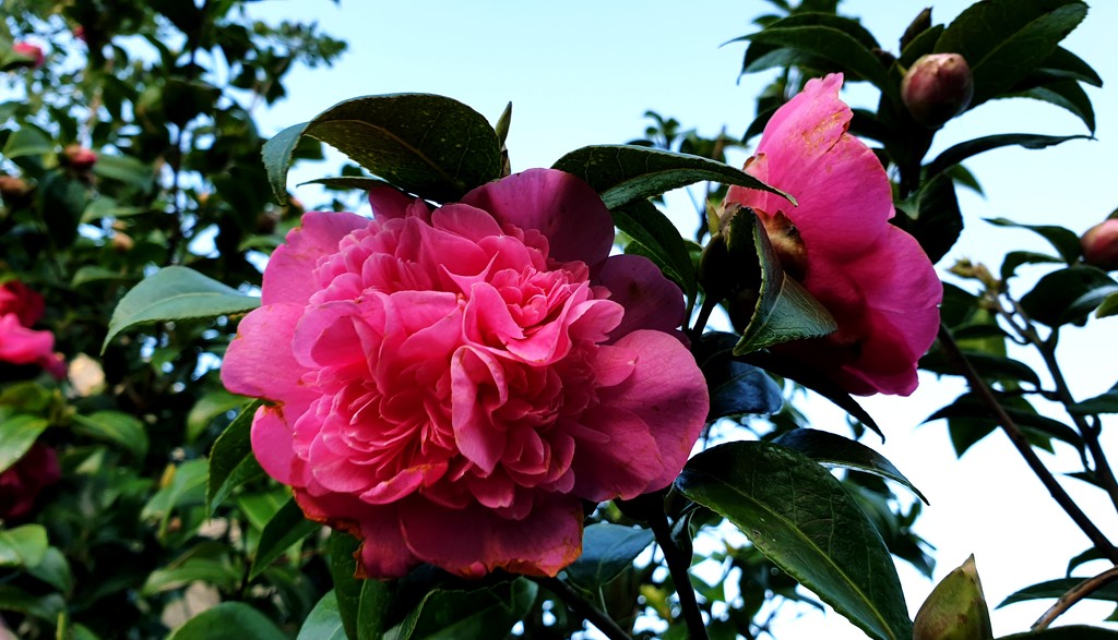 Camellia by julienne1