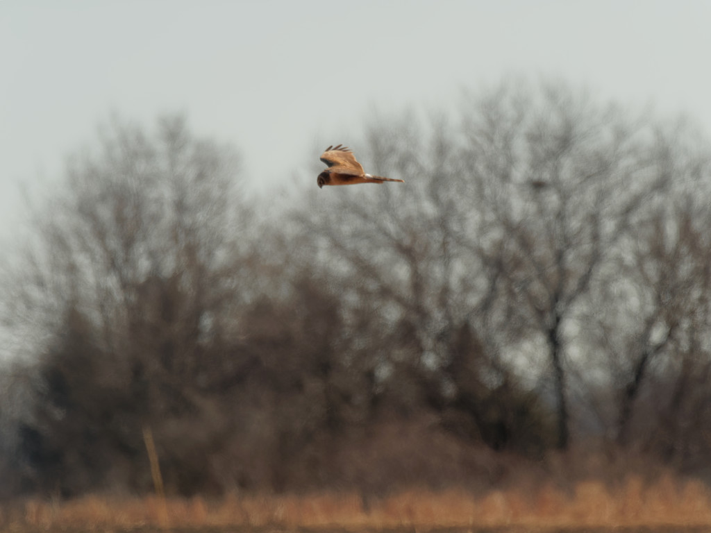 Northern Harrier by rminer