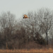Northern Harrier by rminer