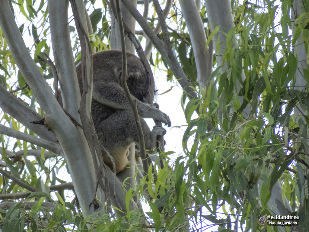 head rest by koalagardens