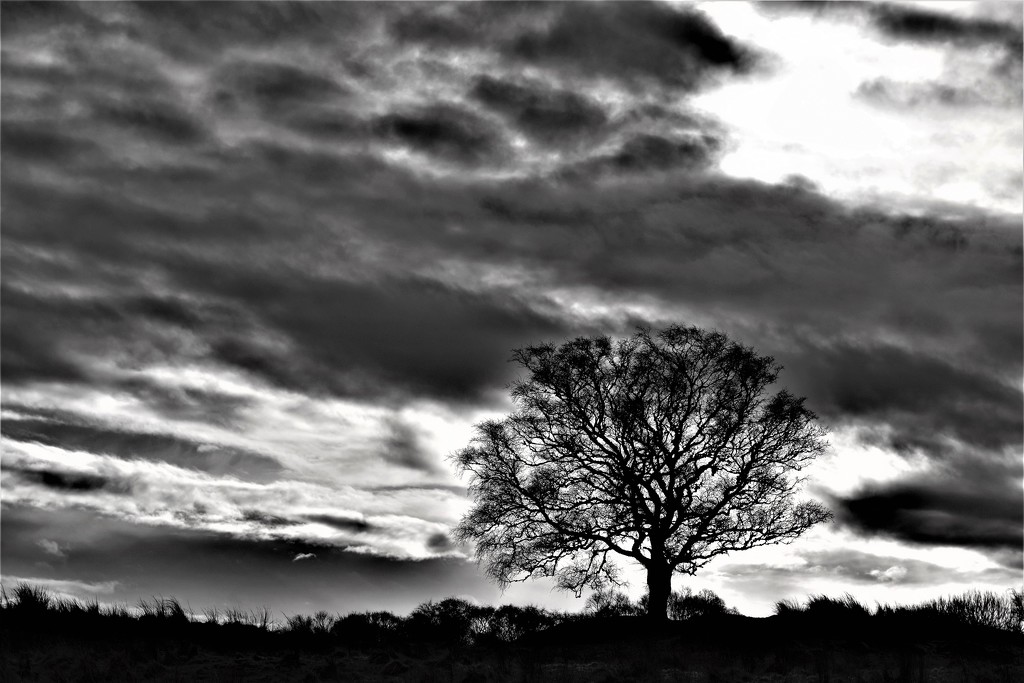 tree and cloud by christophercox