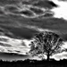 tree and cloud by christophercox