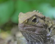 28th Sep 2019 - Our Fav lizard the Tuatura