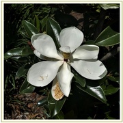 21st Feb 2020 - Another Magnolia Flower ~       