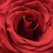 Rose by marylandgirl58