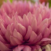 Chrysanthemum by marylandgirl58