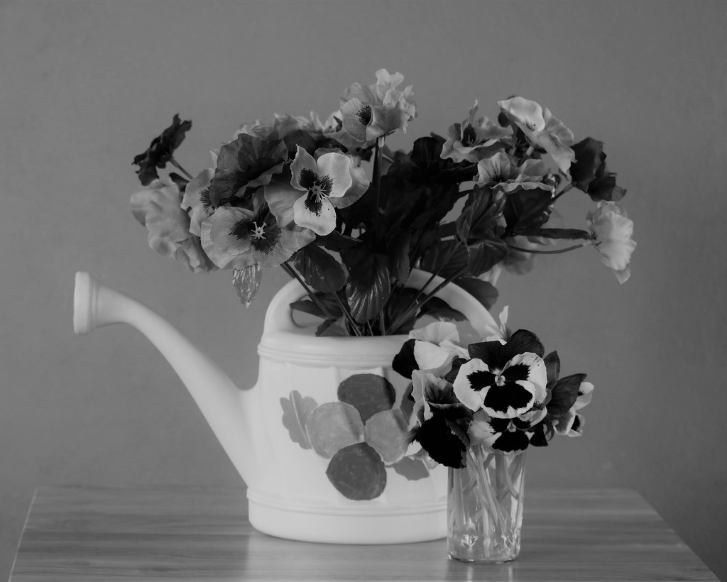 February 20: Pansy Still Life by daisymiller