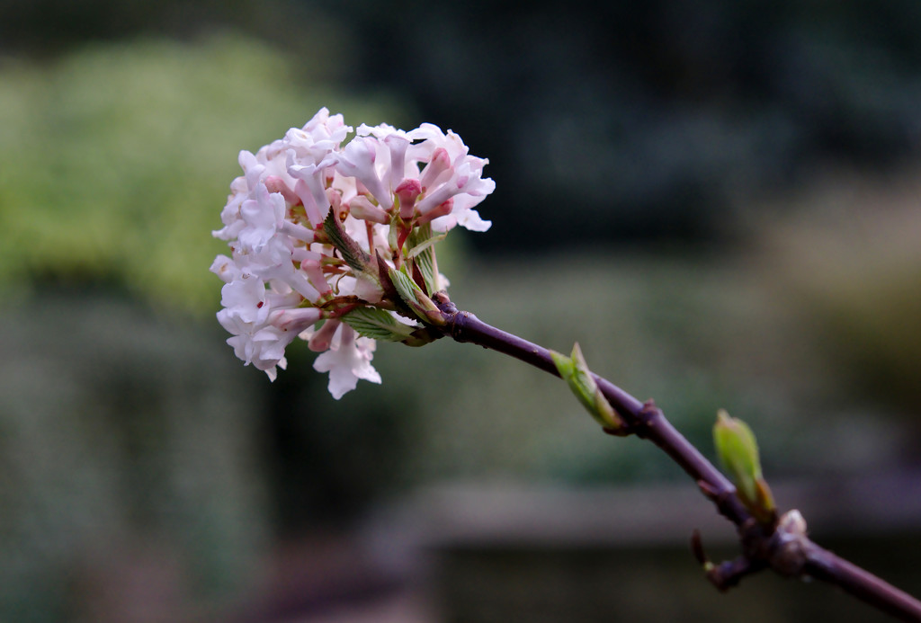 First Blossom (Pentax SMC 50mm f1.7 Vintage lens) by phil_howcroft