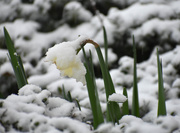 20th Feb 2020 - Daffy Snow