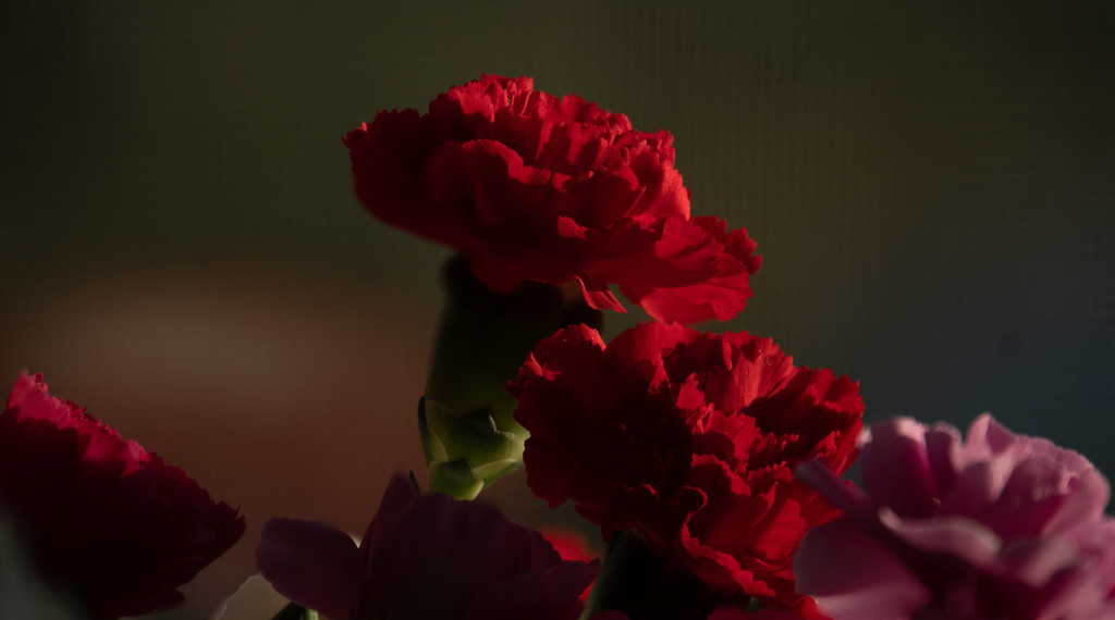 Photo stacked caranations by randystreat