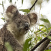 just sweet by koalagardens